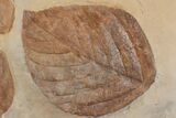 Three, Large, Red Fossil Leaves (Carya & Phyllites) - Montana #165063-2